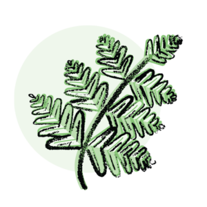 purin de fougere pictrogramme 2