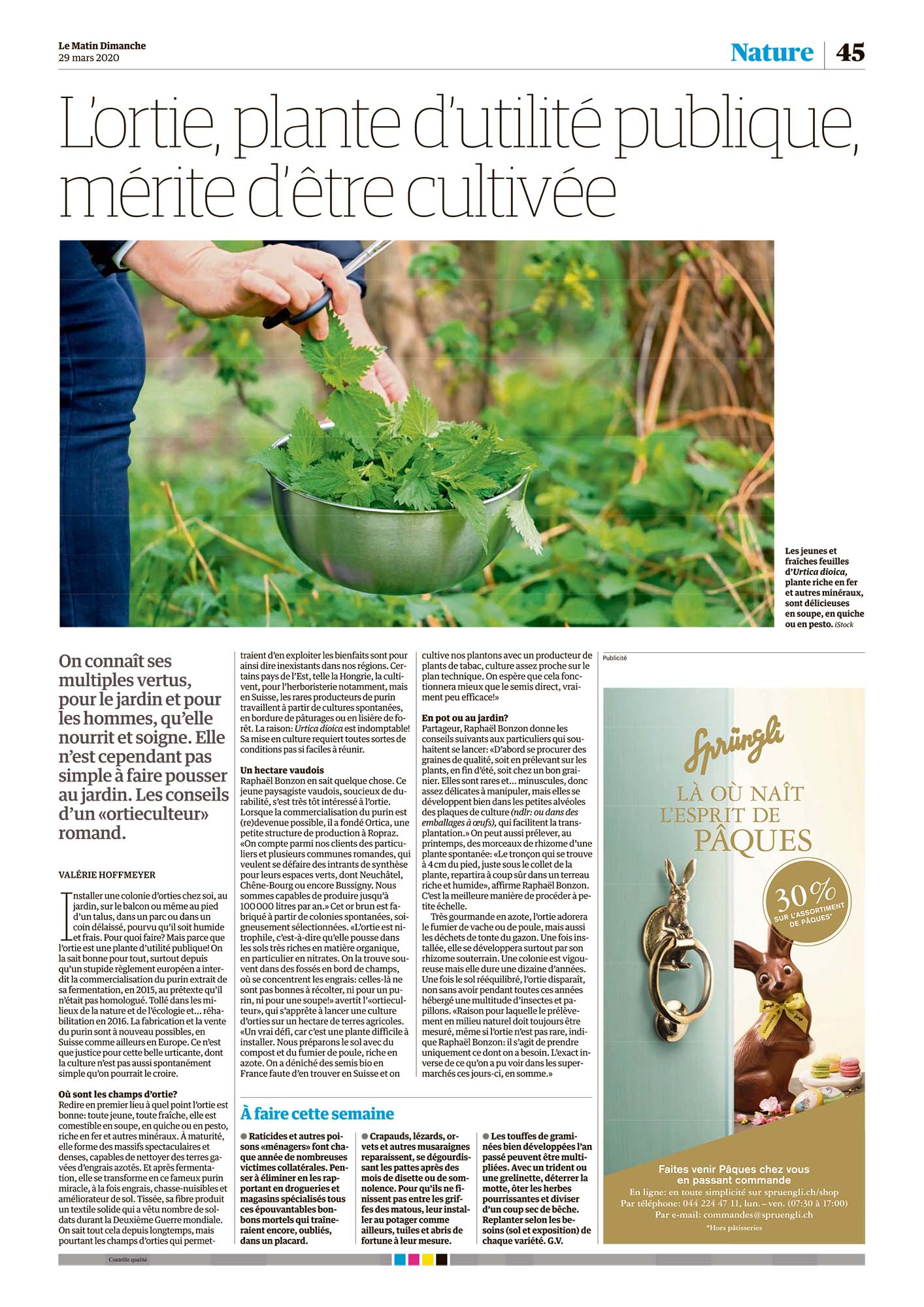 Le_Matin_Dimanche_ortie