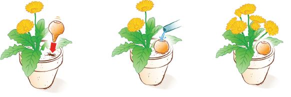 oyas à planter mode d'emploi